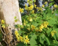 polymnia uvedalia 6-11.jpg